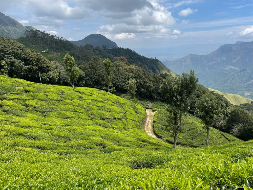 Explore the vibrant green tea fields amidst the rolling hills of Munnar, Kerala, India.